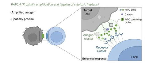 我國科研人員開發出可精準識別癌細胞的納米標記機器人自動識別技術